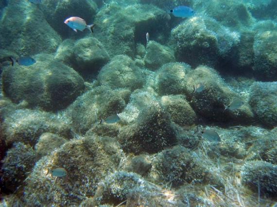 Fishes at Sunj Beach, Lopud Island